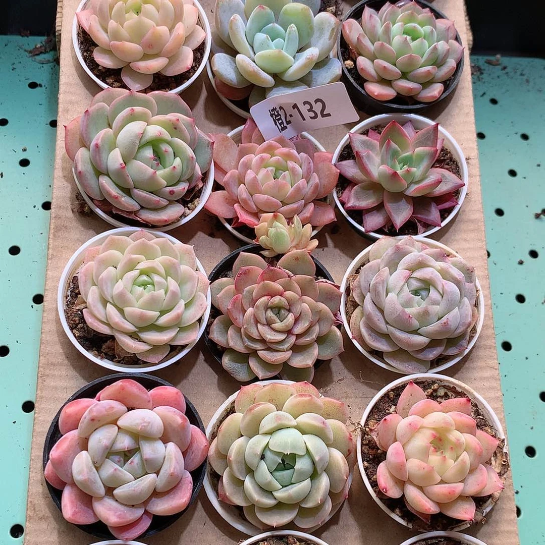 2-132一物一拍带盆18颗