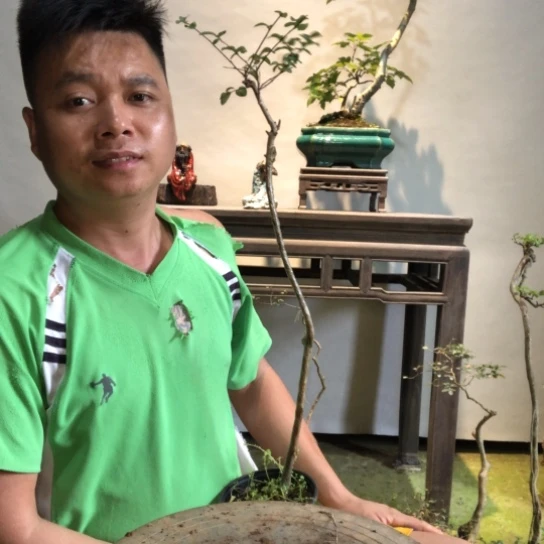 无花朵盆景盆栽植物（不包成活率）
