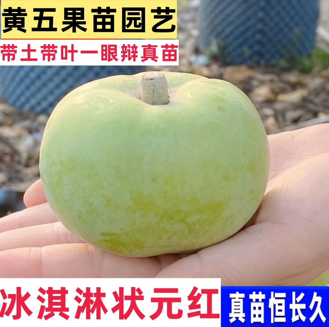 黄五园艺绿植一物一拍、状元红