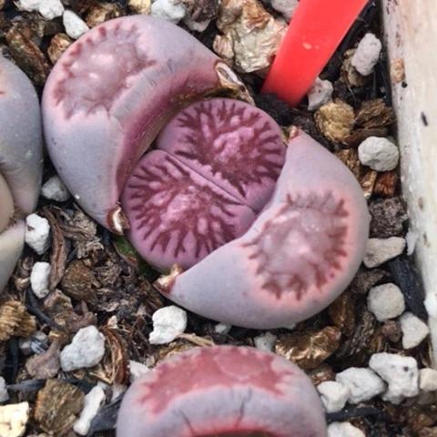 多肉肉锥 枝纹紫菊