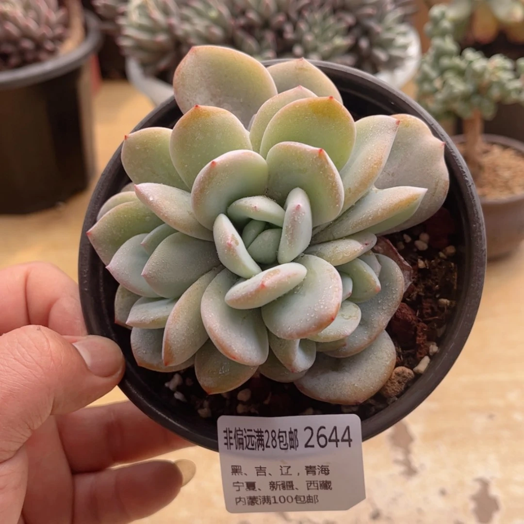 【闪购商品】2644奶茶