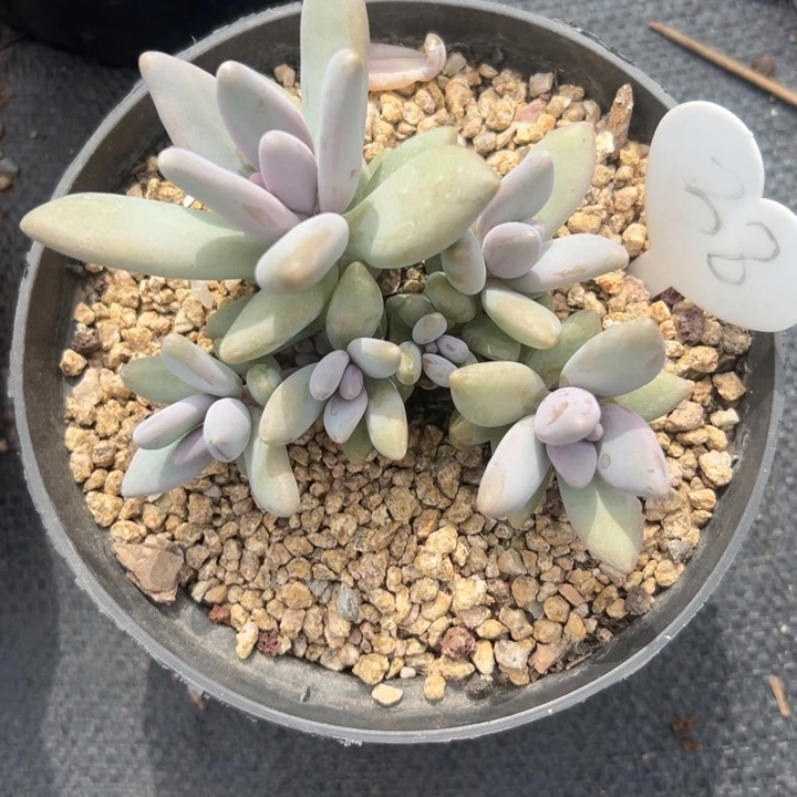 无花朵*️****多肉葡萄等经济林木中提取