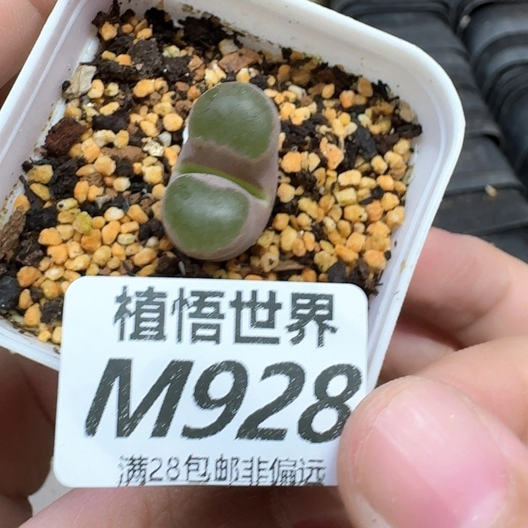 多肉植物的润泽地法