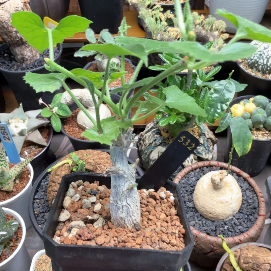 冰丝葫芦532仙人球块根植物