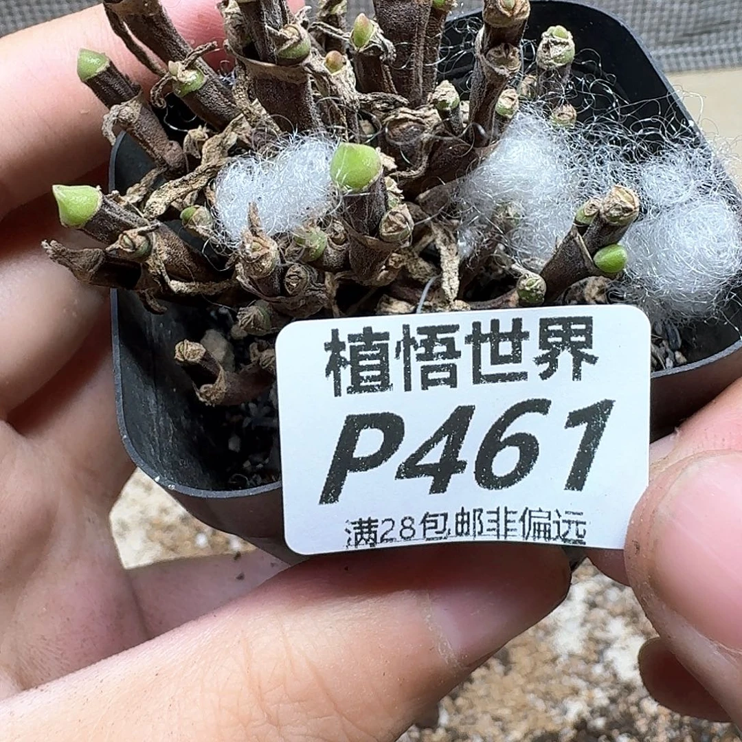 多肉植物的润泽和