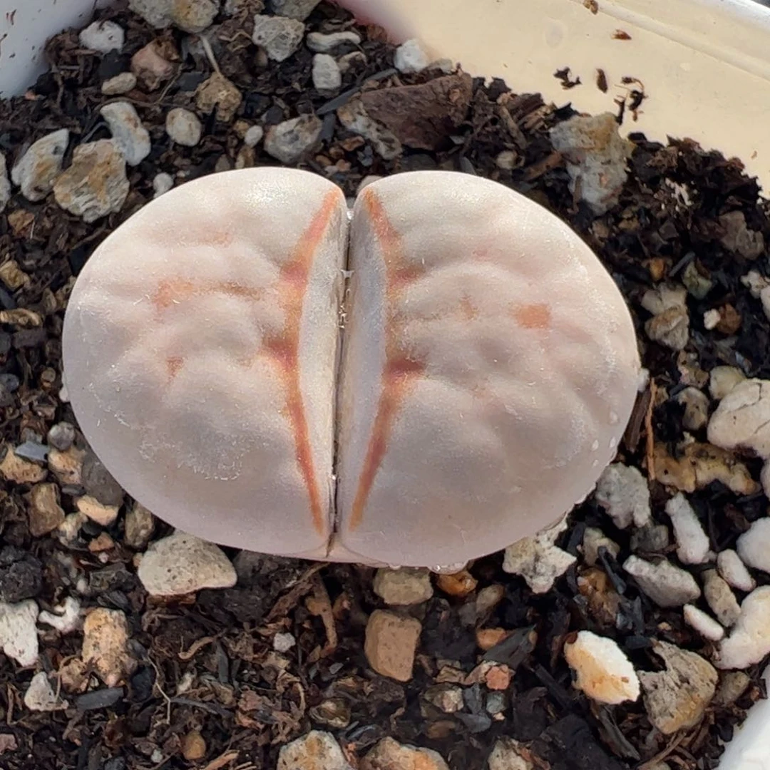 粉红豹2.7厘米多肉植物