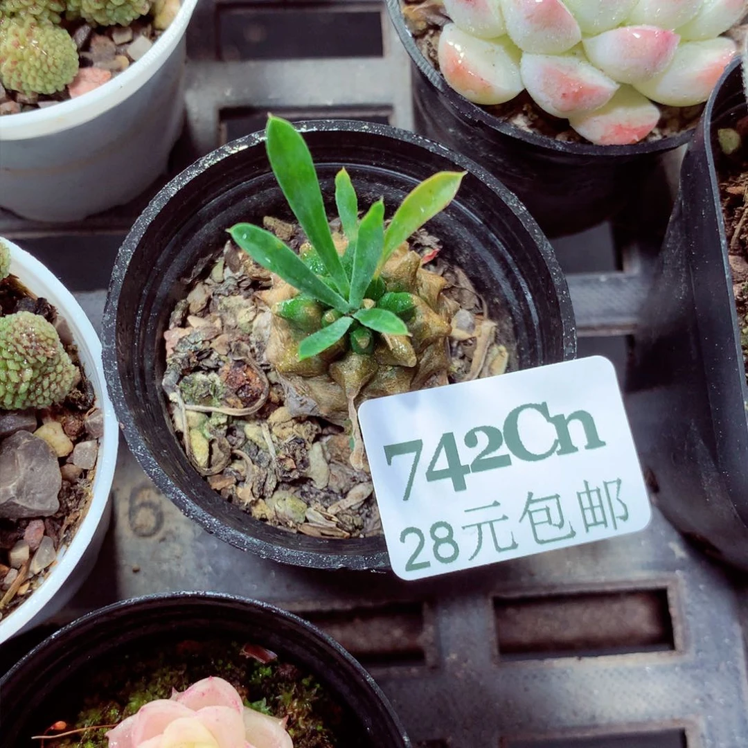 5厘米盆精控多肉742