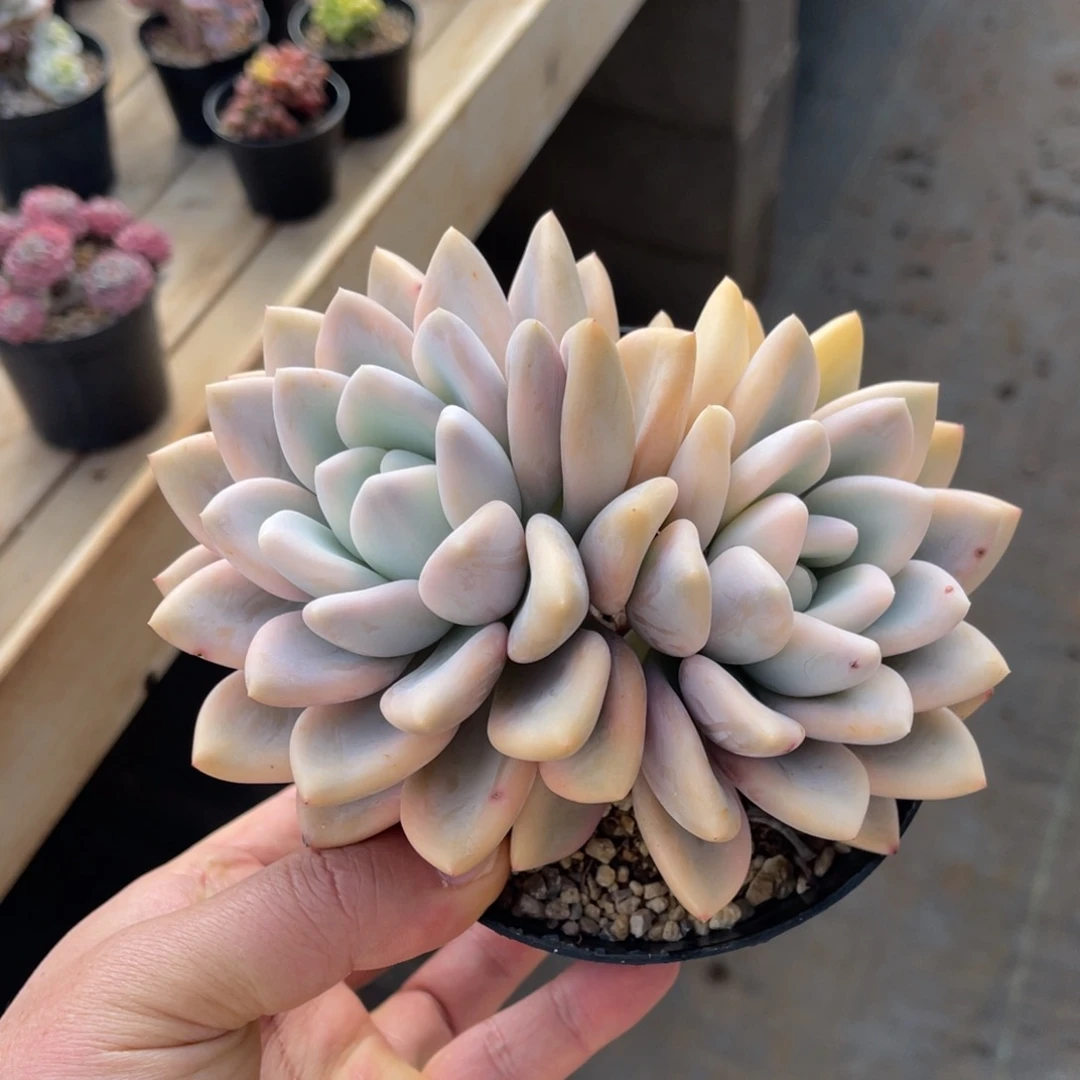 一物一拍不支持退换