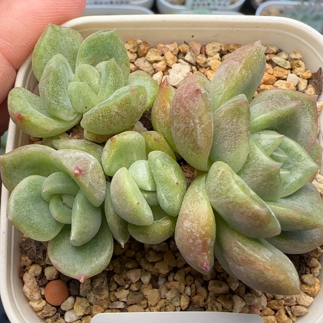 【满39包邮非偏远】270珍妮四头石化裙