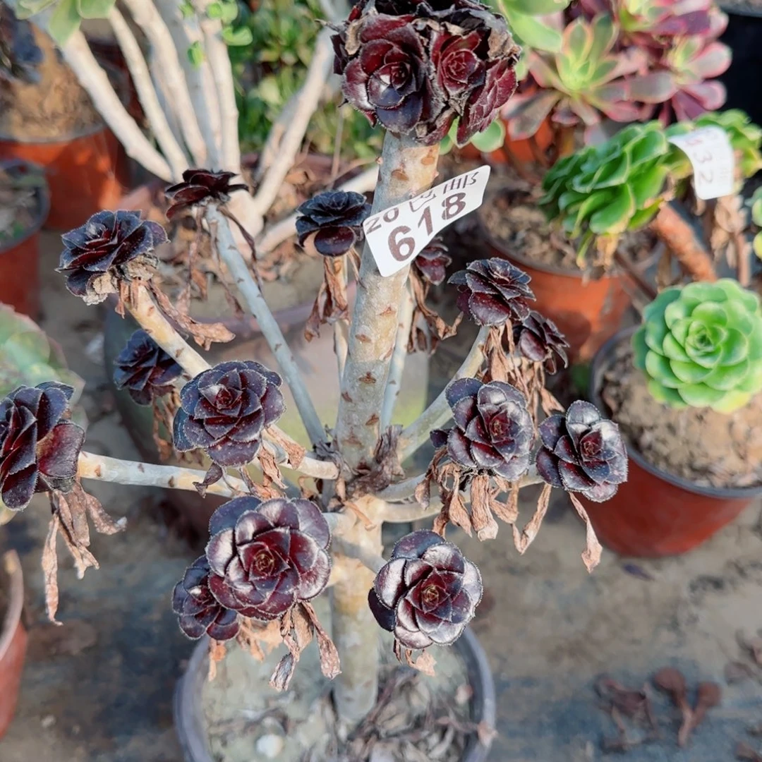 墨法师618满20包邮断枝不包