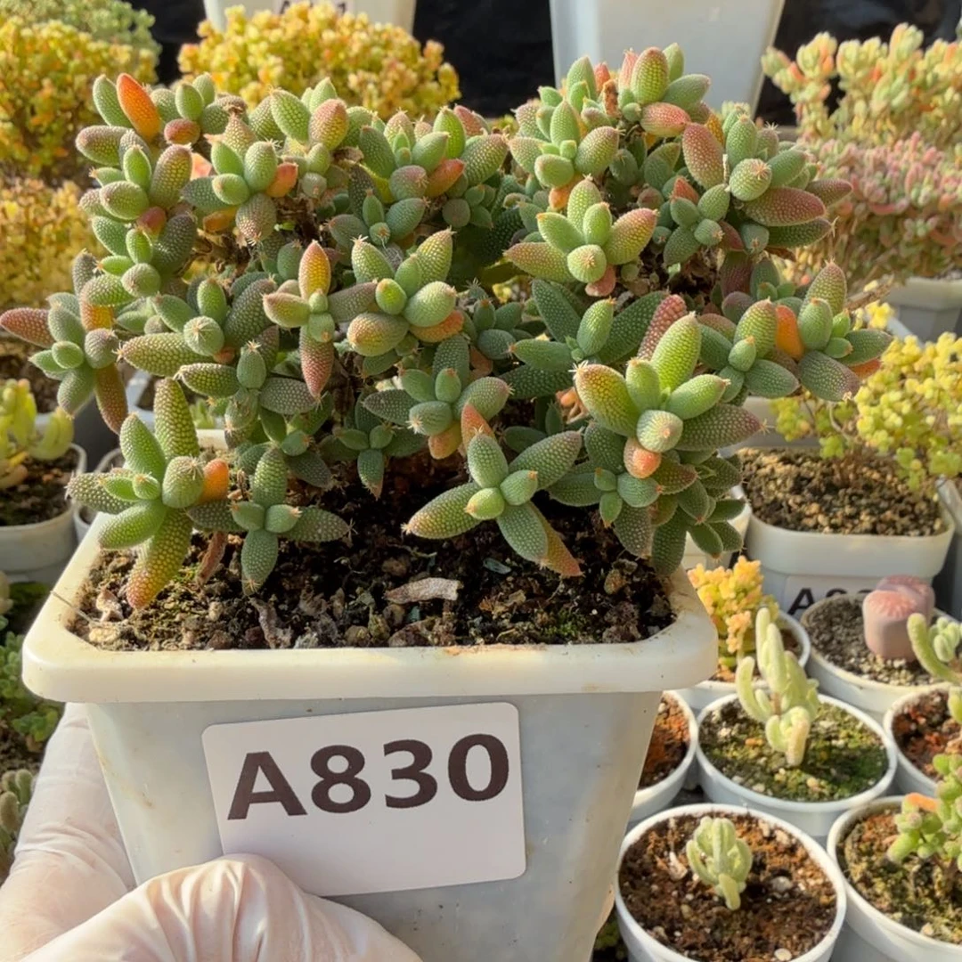 A830玉米枝干一物一拍