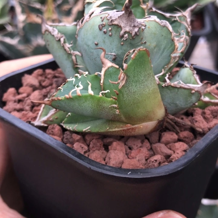 侧芽星空仁王冠龙舌兰