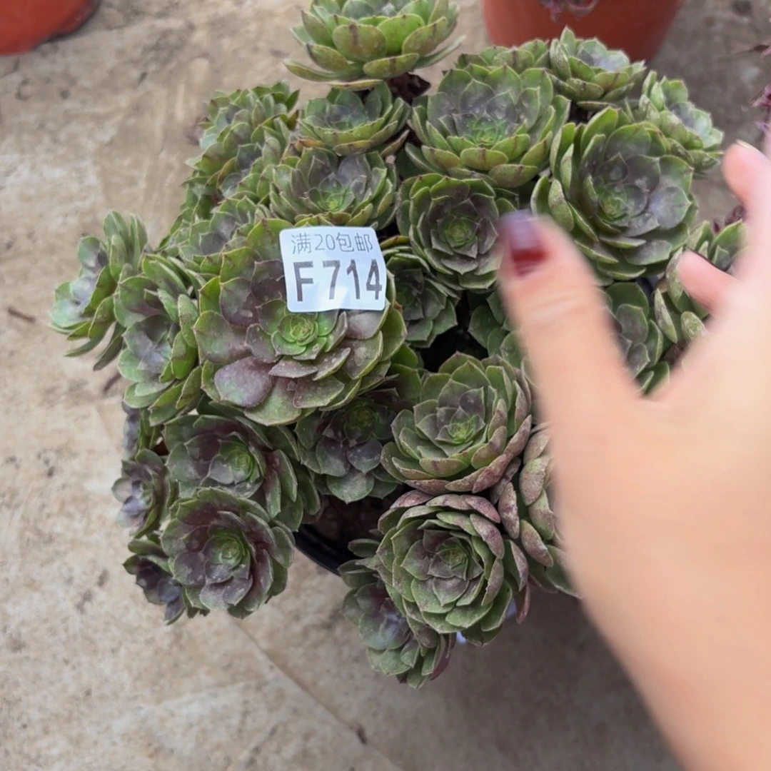 714多肉植物捧花的