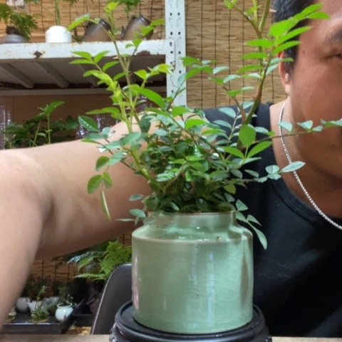 红陶一物一拍所见即所得113