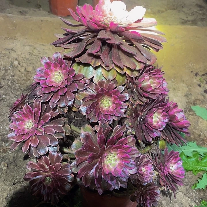 多肉植物油墨画007号 不包损