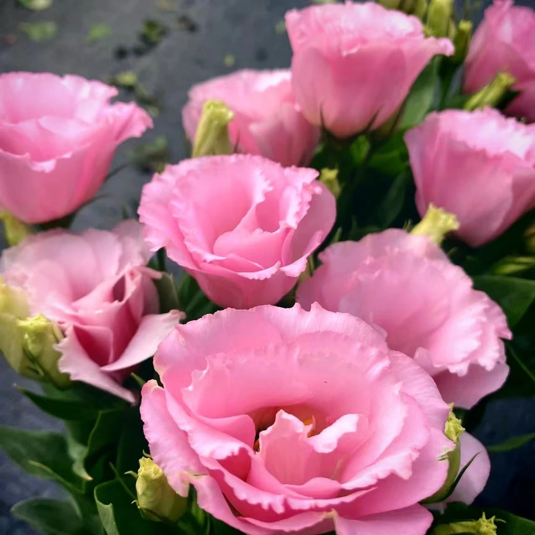 【洋桔梗】盆栽带花苞花卉绿植物室内好养活四季耐寒耐冻洋桔梗