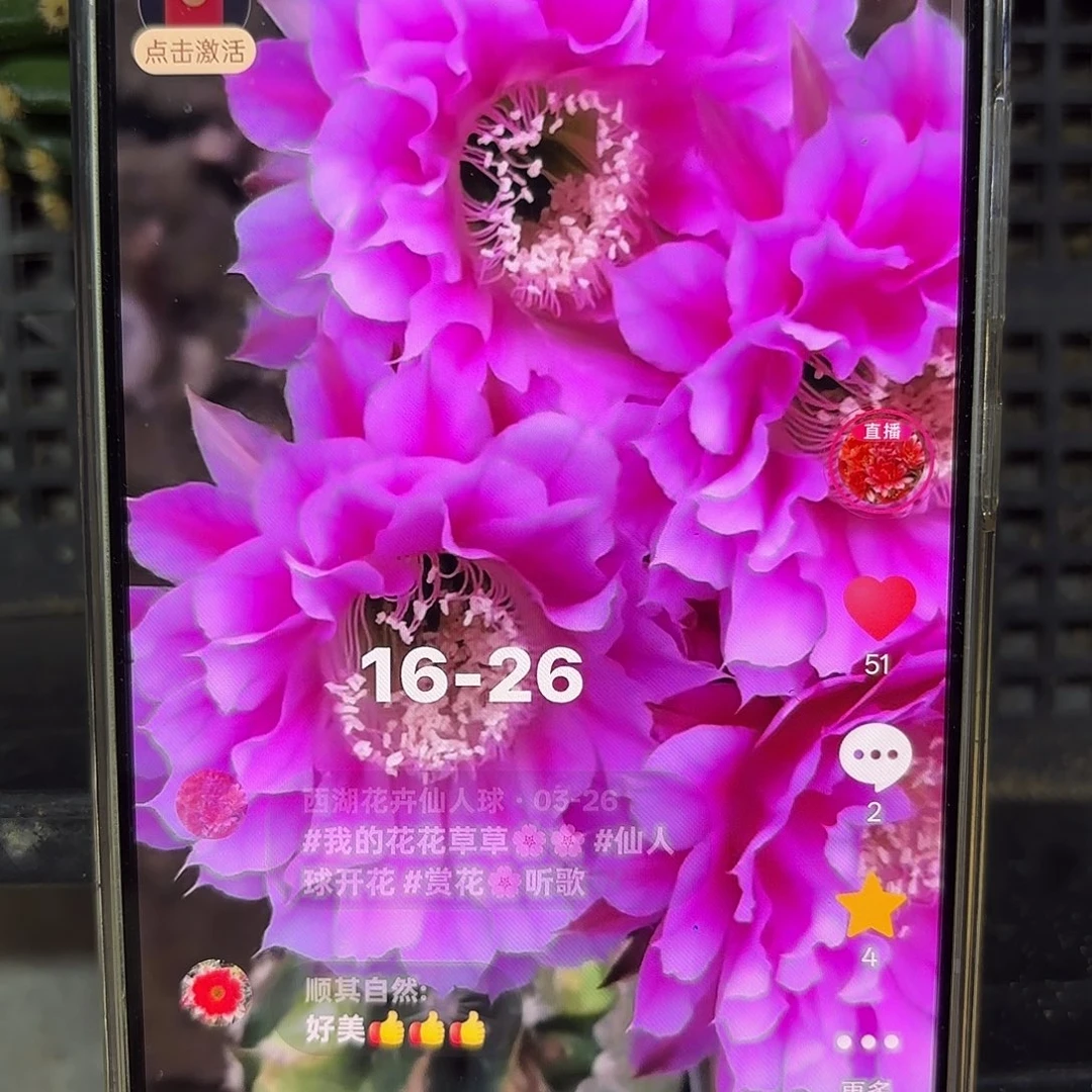 16-26彩侧牙20包邮仙人球28