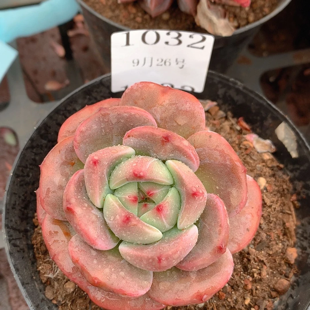 【闪购商品】云1032号Q橙7厘米