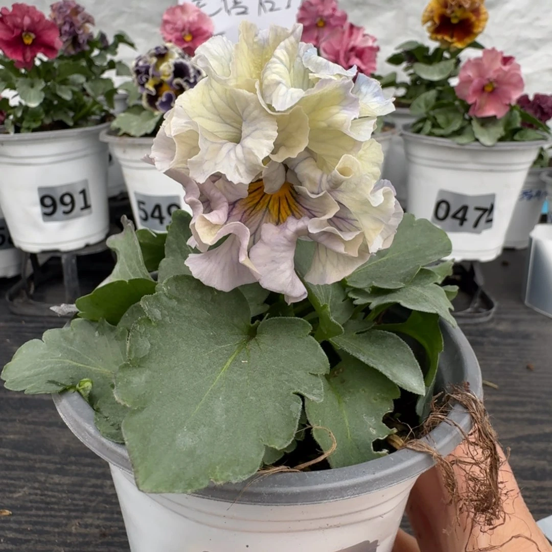 全部花朵612号木村