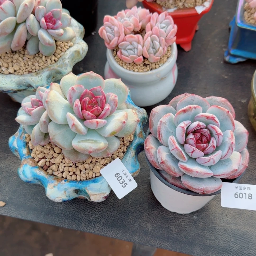 瑶***～雪色浪漫，6035 6018多肉植物