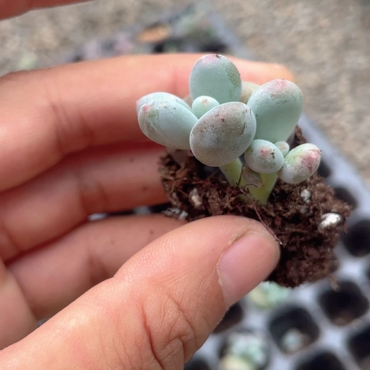 彩虹奶发2颗随机发满18包邮