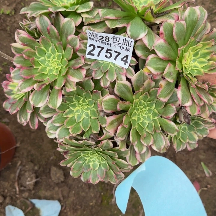 27574天和多肉植物