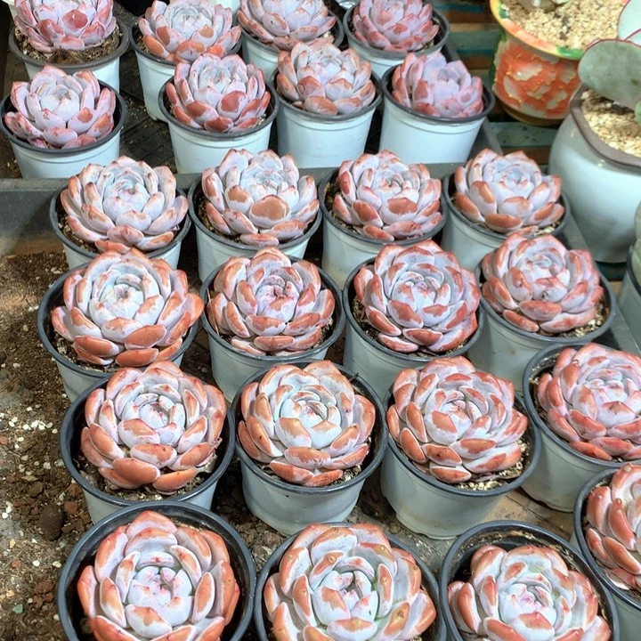 带盆土雪天使两颗两单包邮