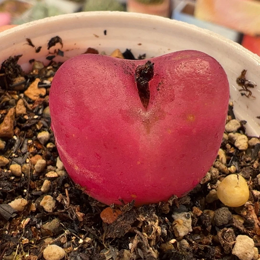 045多肉植物百科