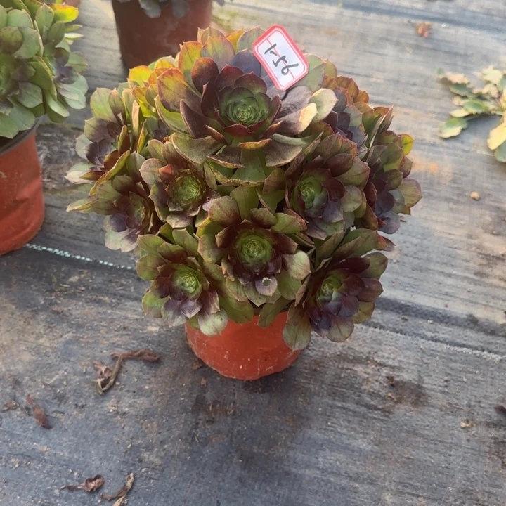 1-56黑魔福利多肉不包售后