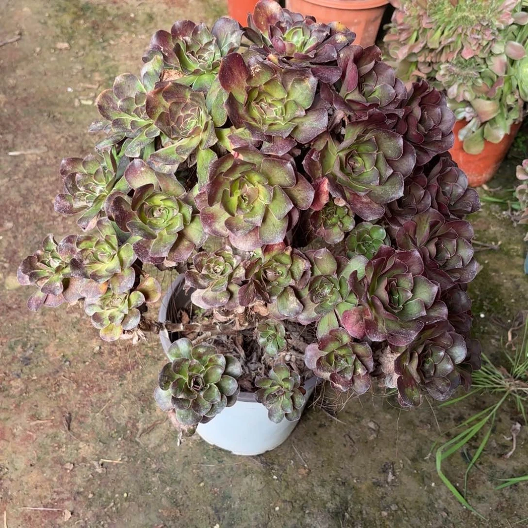 红陶哈哈哈哈哈哈哈哈哈哈