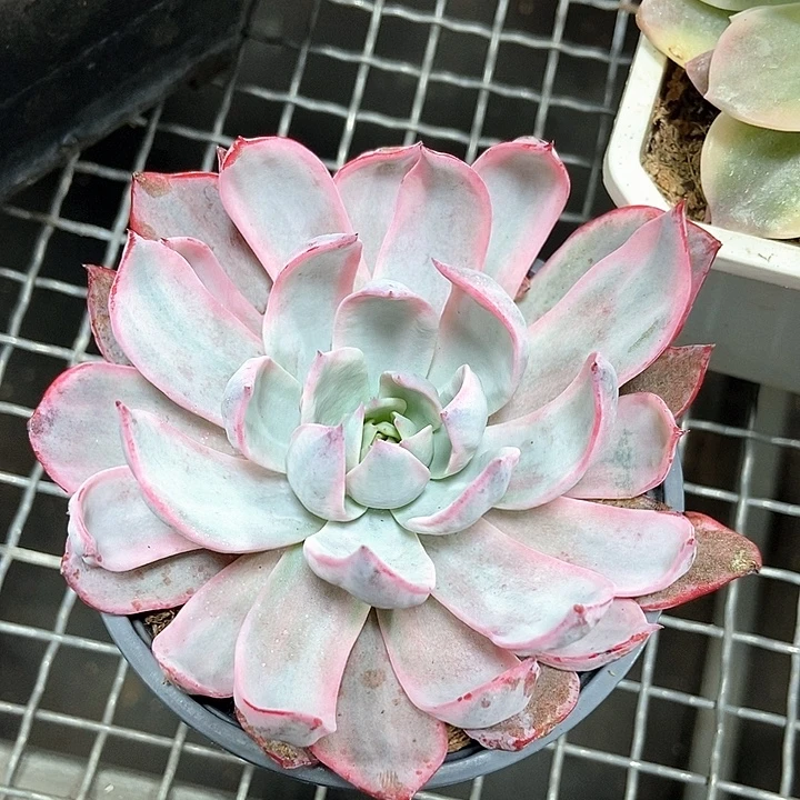 劳伦斯锦多肉植物