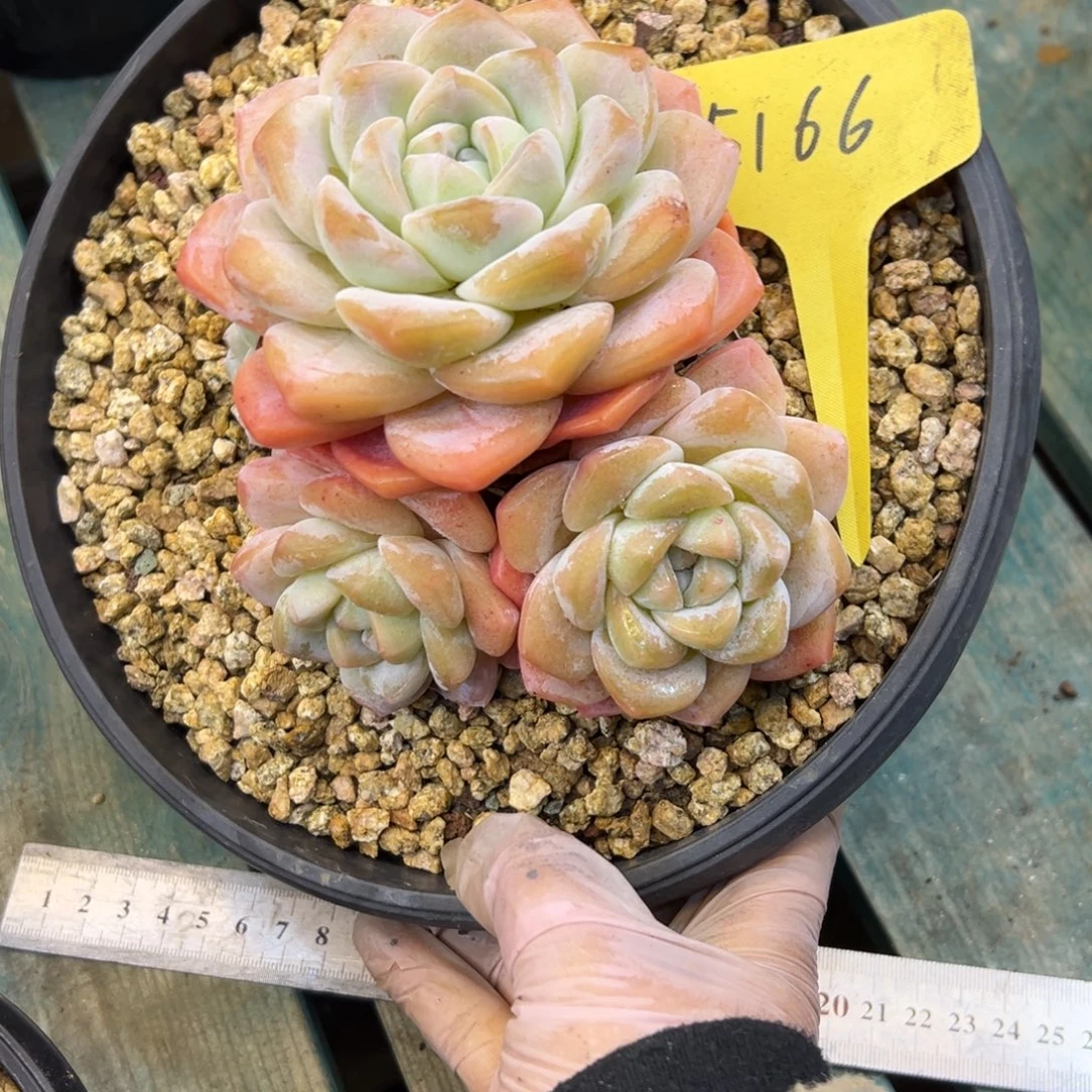 李***姐冰玉5166号一物一拍