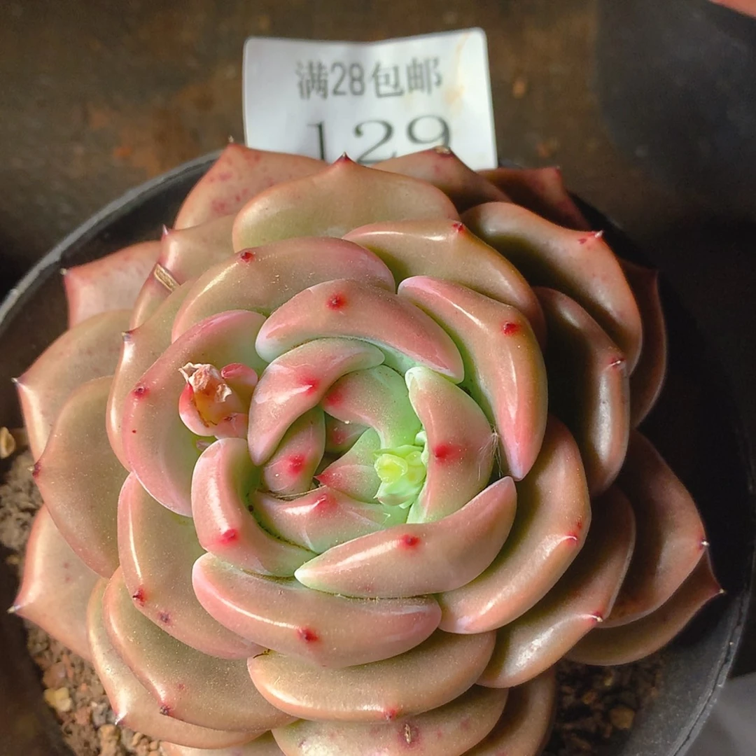 【闪购商品】云129