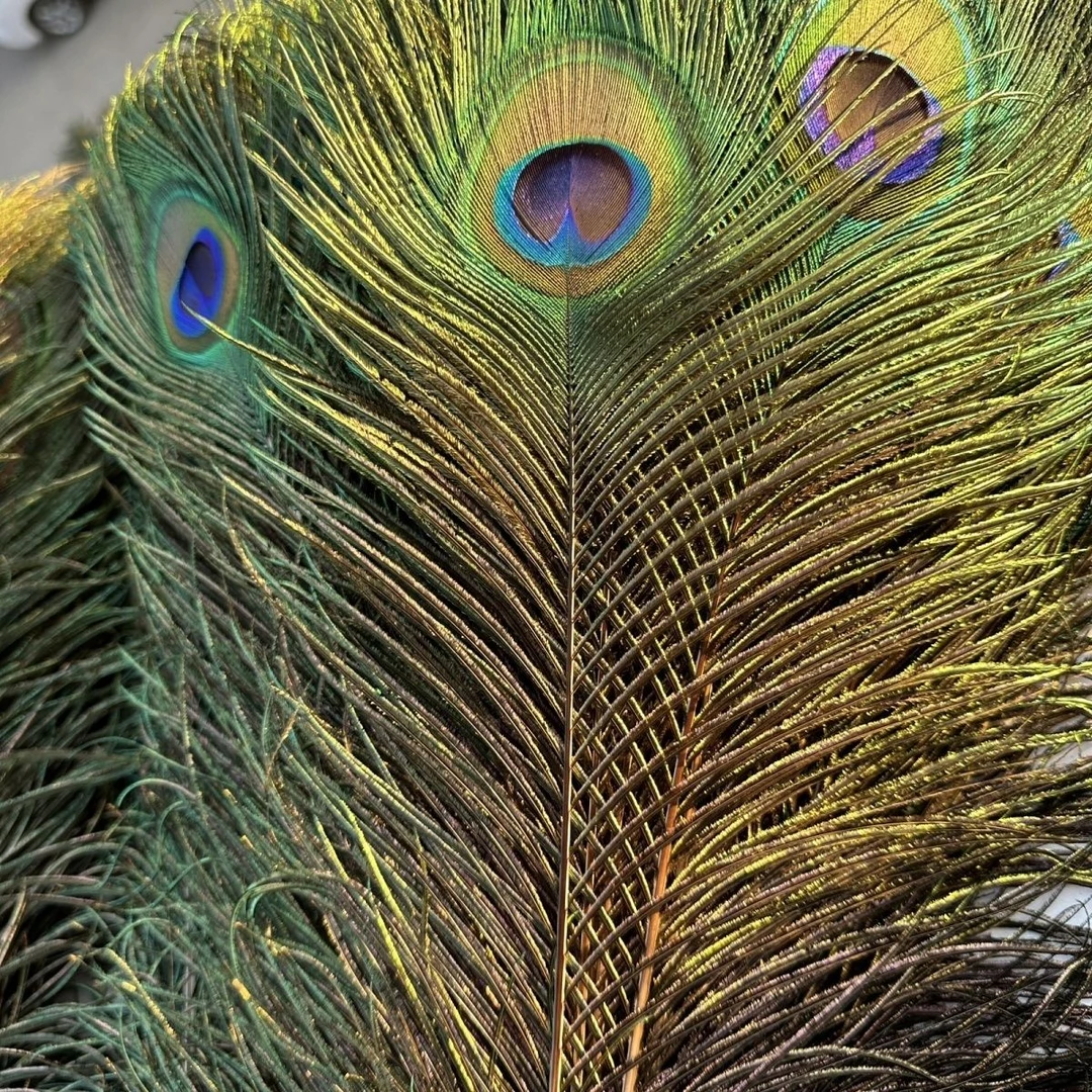 家居饰品摆件纯天然孔雀羽毛花瓶孔雀毛真羽毛孔雀翎尾婚庆装饰品