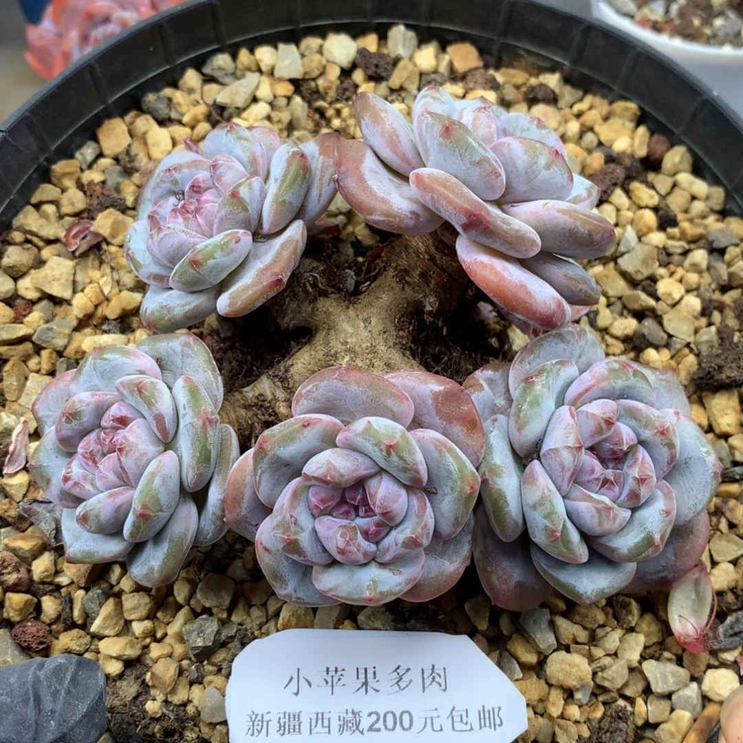 绿底紫心006/12cm5头