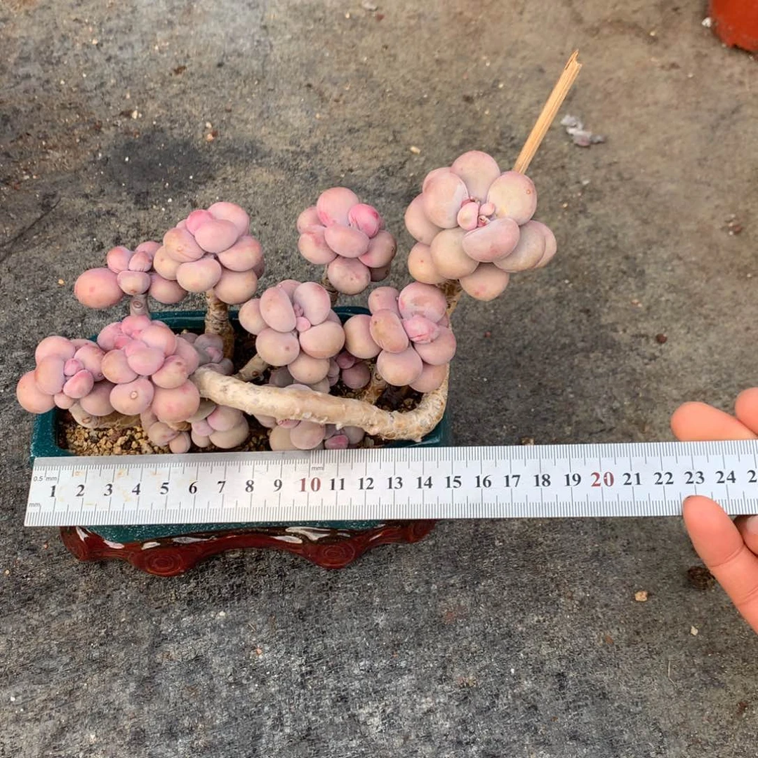 丁****ᰔ85号不带盆偏远的不包邮的