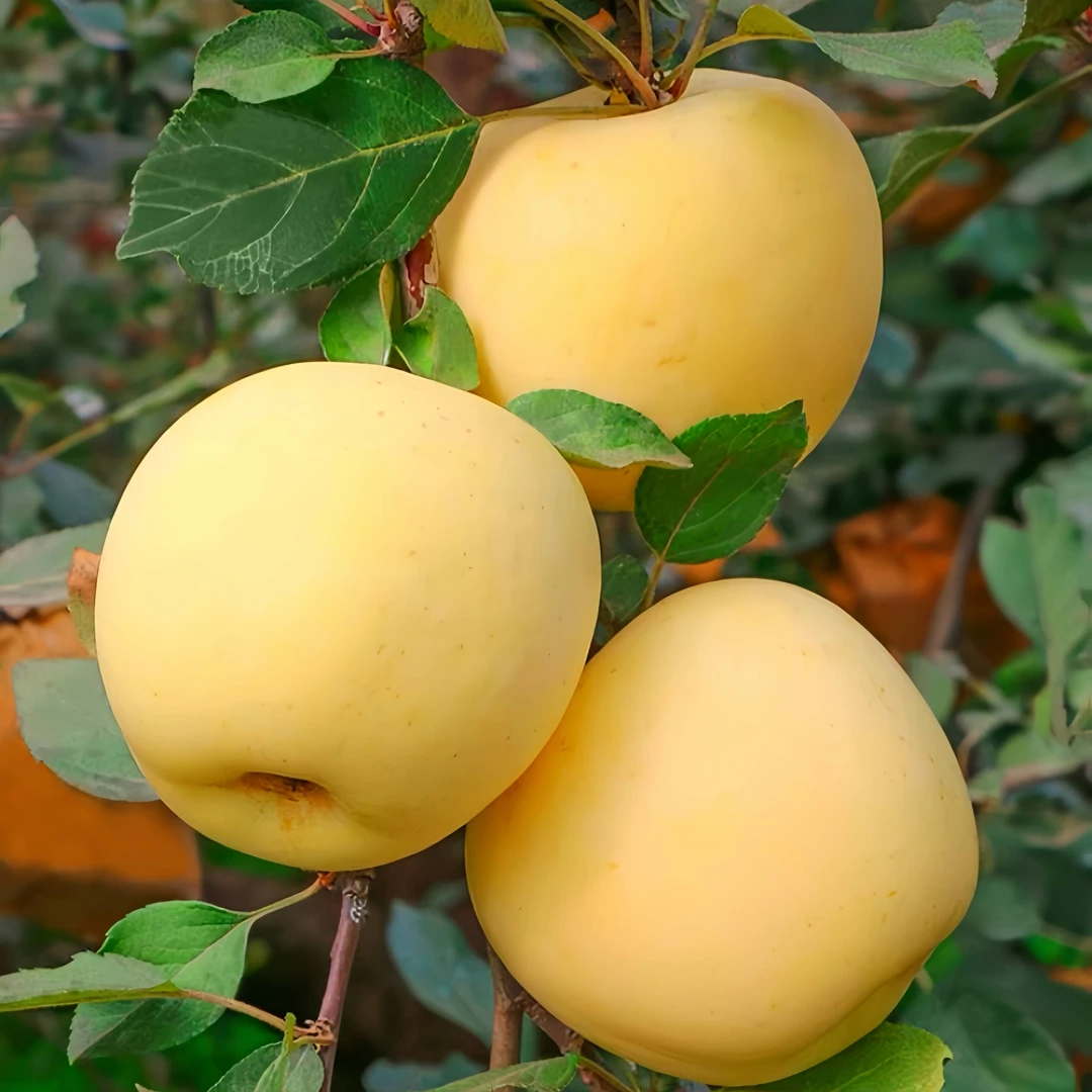 【坏果包赔】正宗山东黄金奶油富士苹果4.5斤新鲜水果脆甜多汁【ZY】