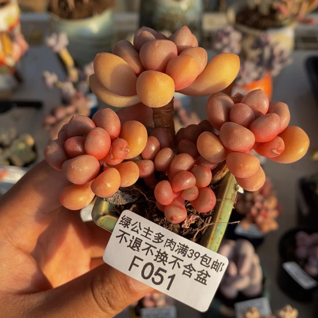 051先锋派多肉5c m