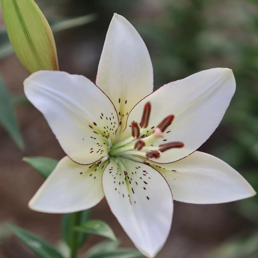 【眼线14/16】（5颗，10颗）LA系列荷兰进口亚洲百合种球无香拍五发十