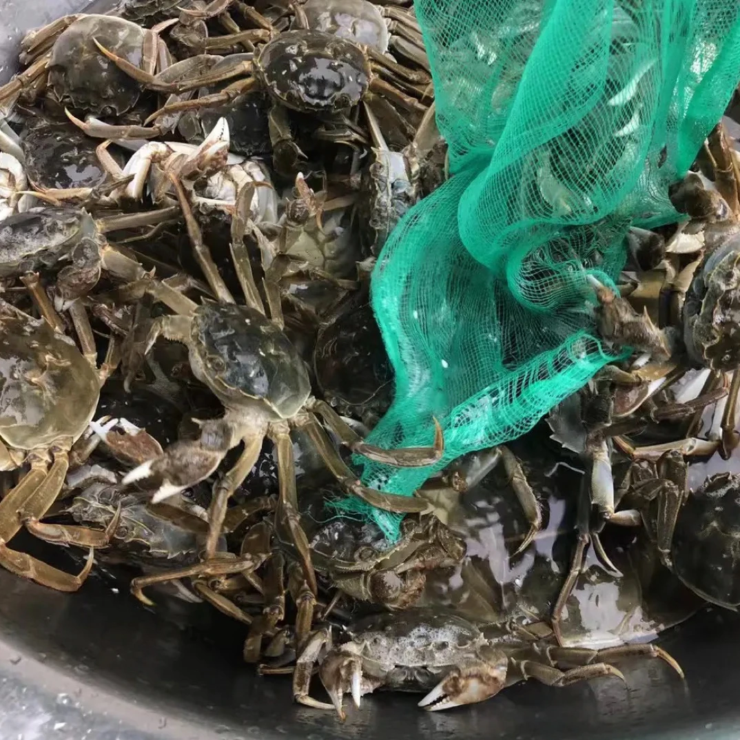 18 母，1.4 两到 1.7 两，10 只 98