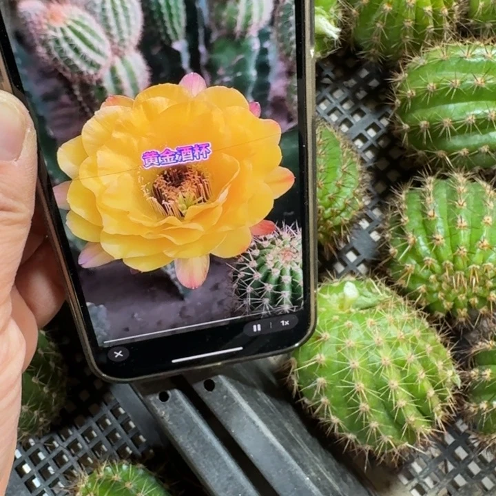 262毛花柱黄金酒杯歪无根侧牙5公分左右