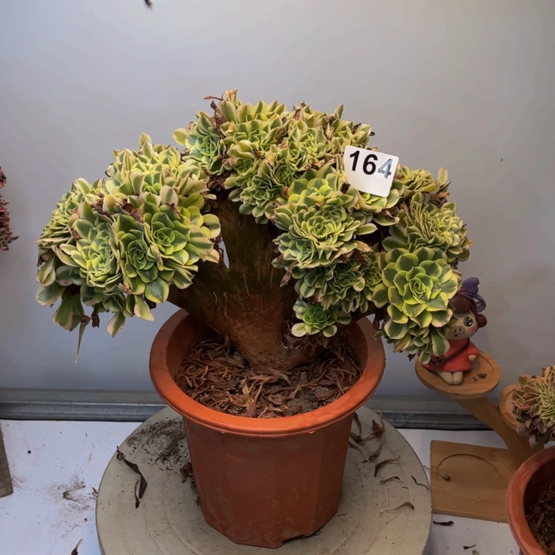 多肉植物绿豆沙缀164