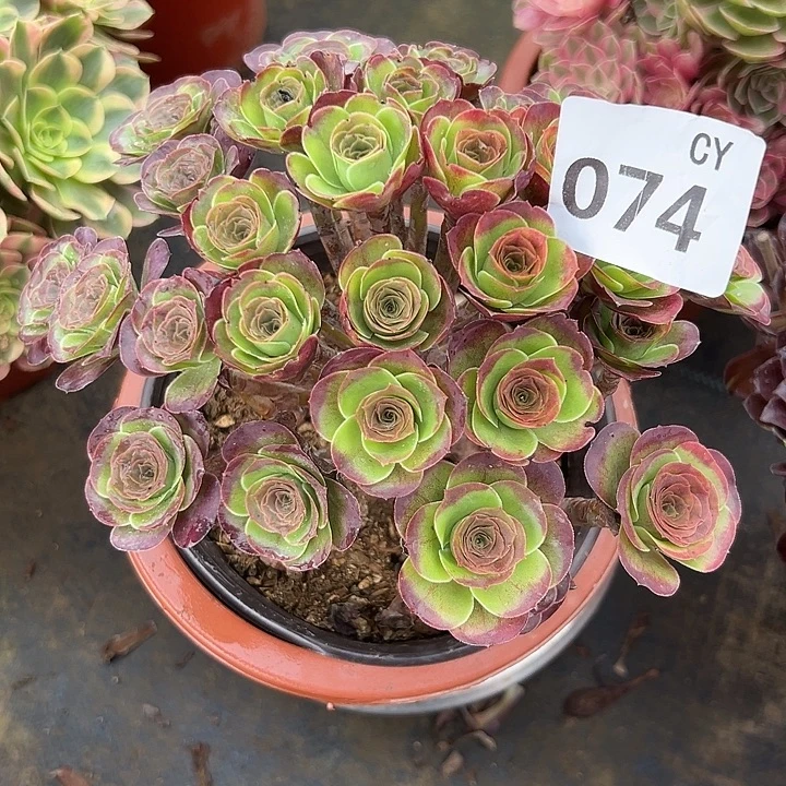 枚金玫瑰074。