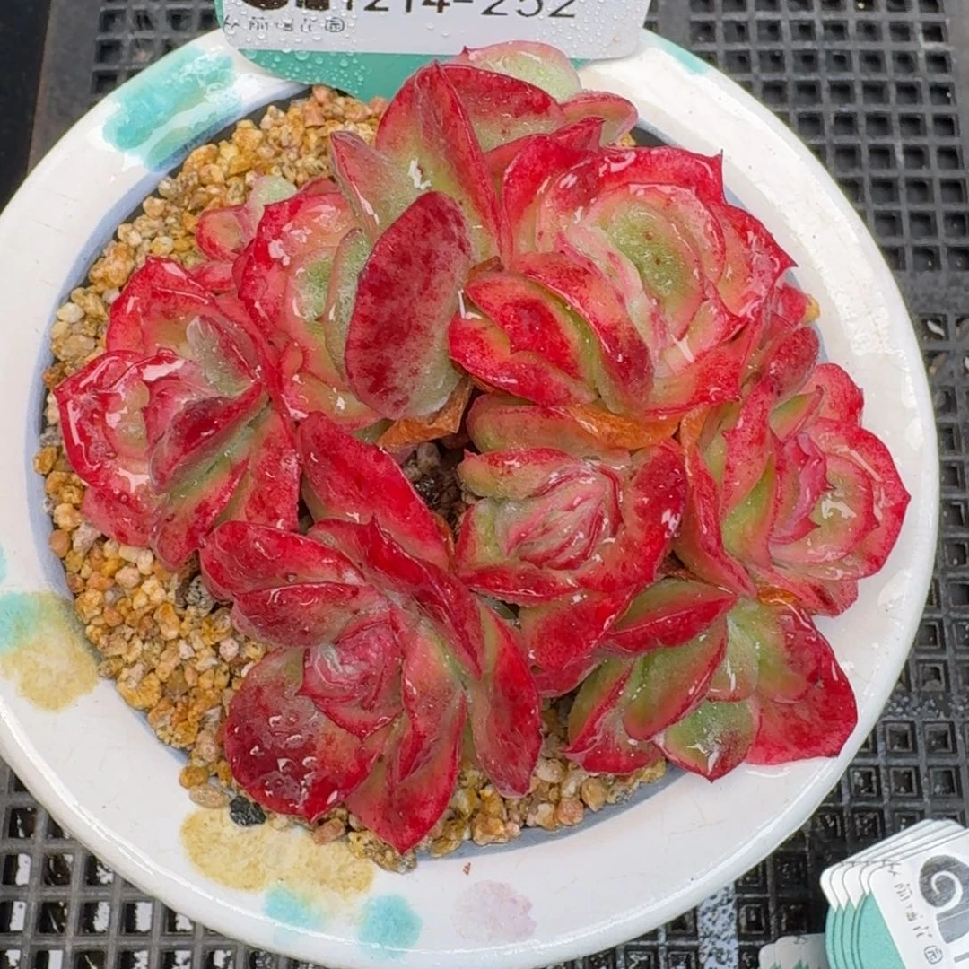 从前慢多肉精选编号1214.252