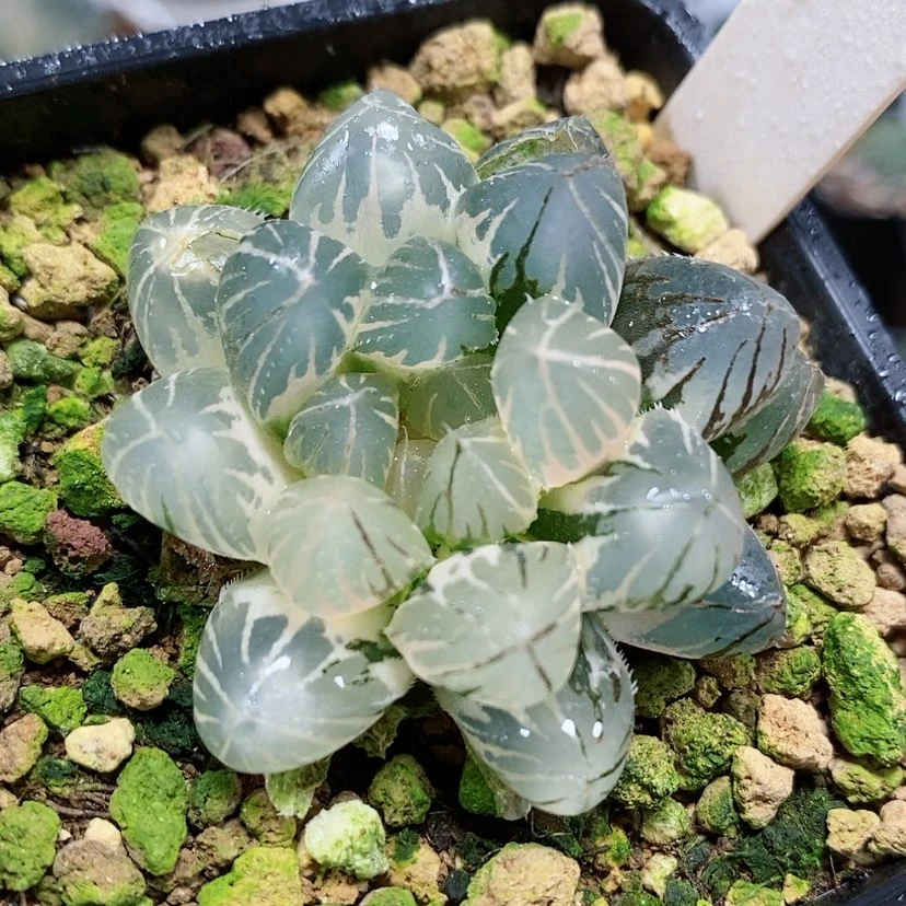 【闪购商品】243霓虹灯