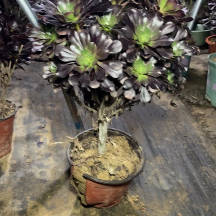 5圆叶法师多肉植物多肉