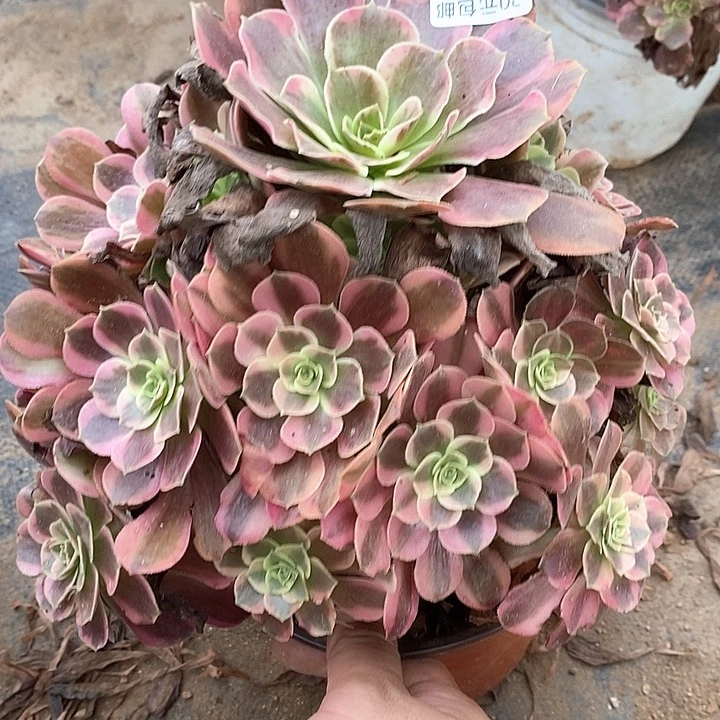 872凤冠多肉植物法师