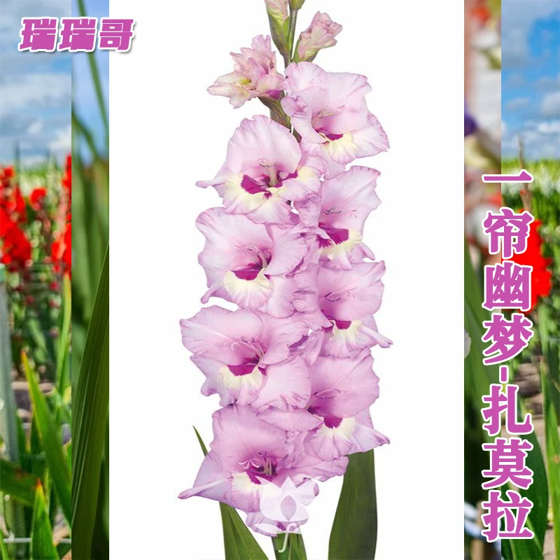新品-5颗【一帘幽梦-扎莫拉】唐菖蒲剑兰种球荷兰进口