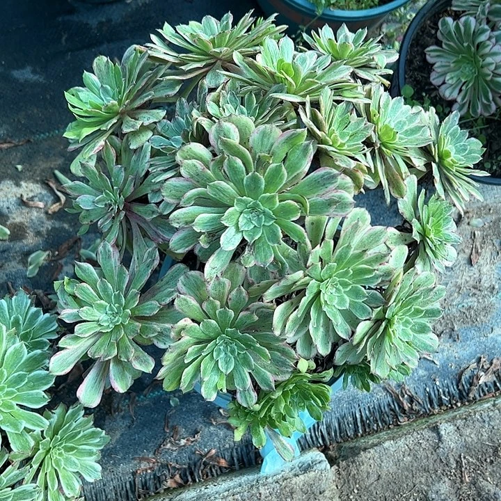 0117花脸粉黛多肉植物
