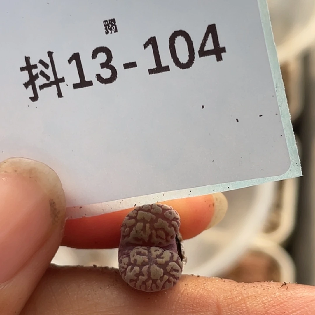 13-104鸟多肉植物肉锥